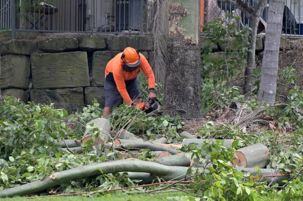 Welby, CO Tree Services Company