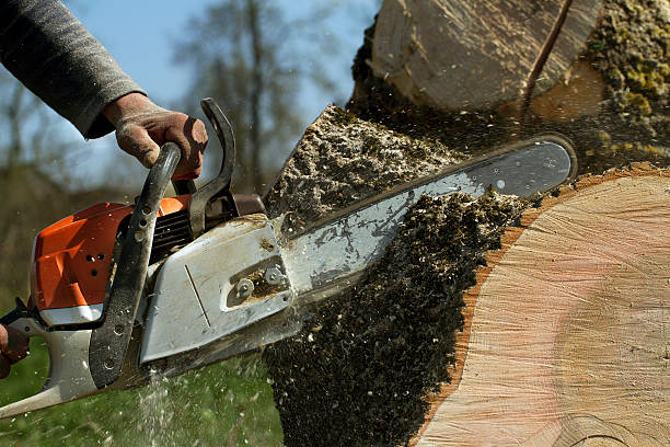 Best Emergency Tree Removal  in Welby, CO